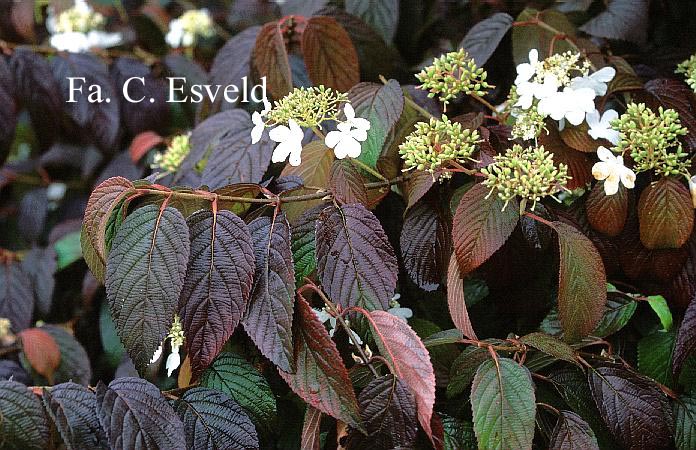 Viburnum plicatum 'Shoshoni'