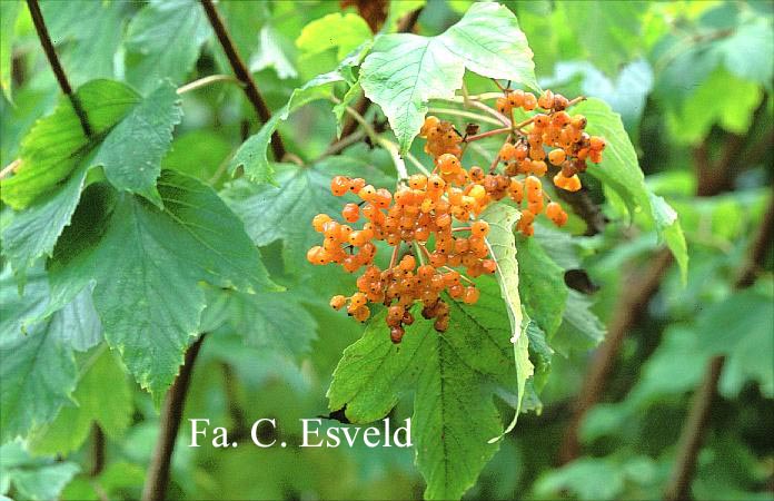 Viburnum opulus var. calvescens