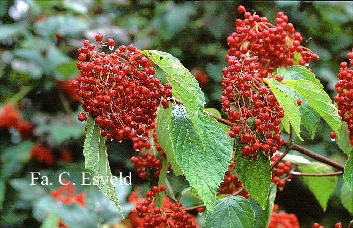 Viburnum betulifolium