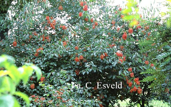 Viburnum betulifolium