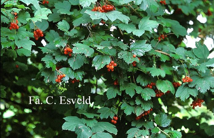 Viburnum opulus 'Notcutt's Variety'