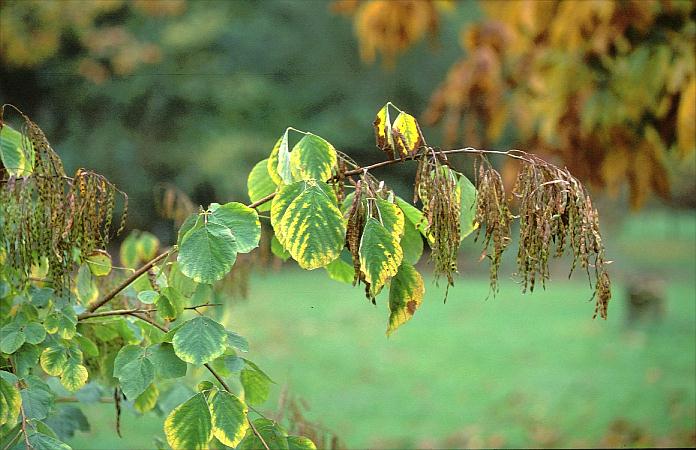 Desmodium elegans