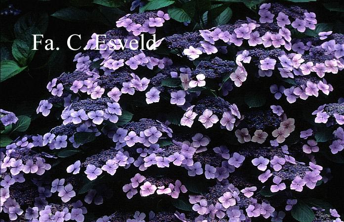 Hydrangea macrophylla 'Eisvogel'
