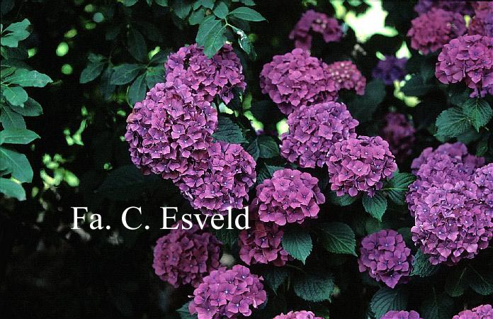 Hydrangea macrophylla 'Glowing Embers'