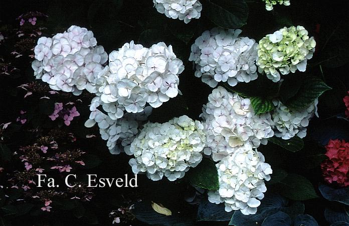 Hydrangea macrophylla 'Holibel' (HOVARIA)