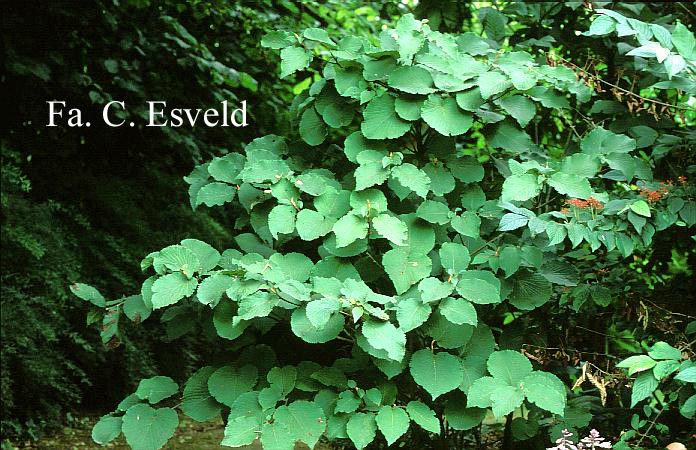 Viburnum furcatum