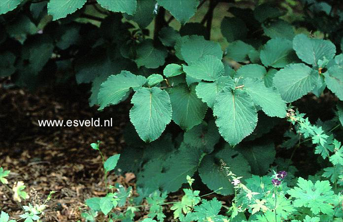 Viburnum alnifolium