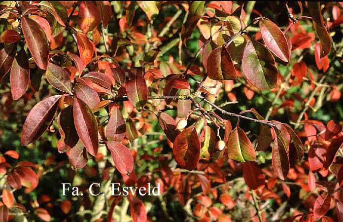 Viburnum cassinoides