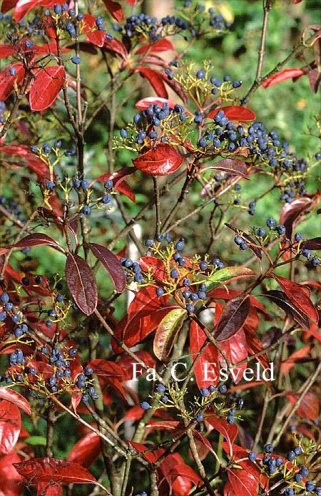 Viburnum nudum 'Winterthur'