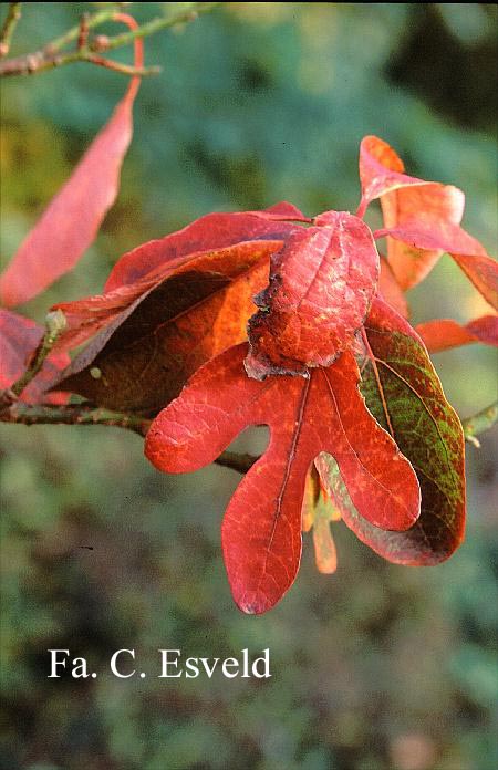 Sassafras albidum