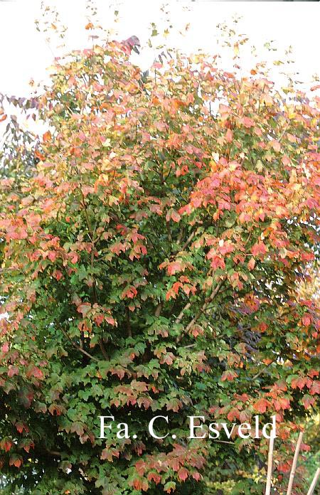 Acer saccharum ssp. floridanum