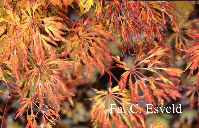 Acer japonicum 'Green Cascade'