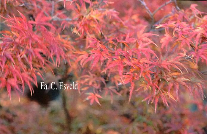 Acer palmatum 'Kamagata'