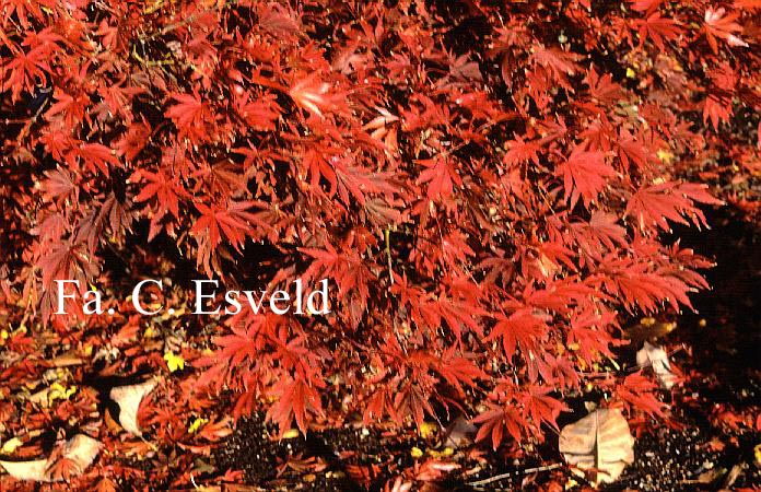 Acer palmatum 'Chitose yama'