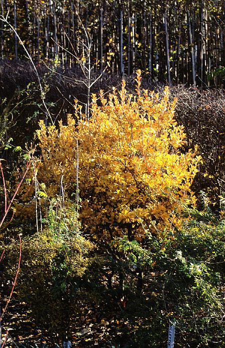 Enkianthus campanulatus 'Venus'