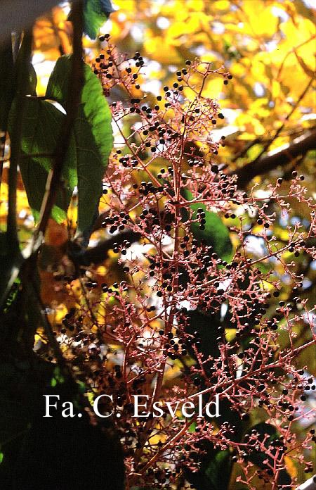 Aralia chinensis