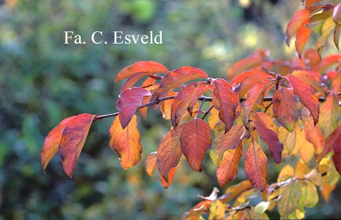 Viburnum cassinoides