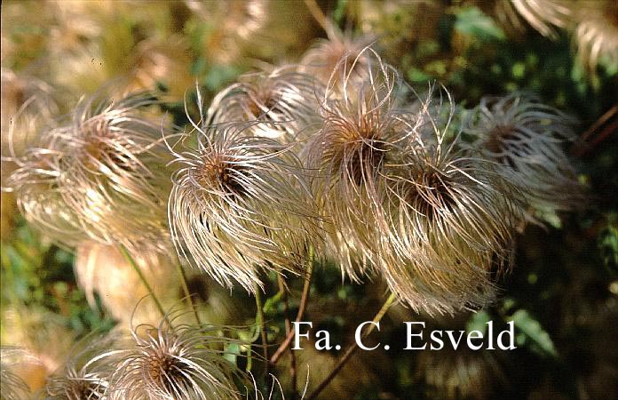 Clematis 'Corry'