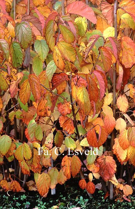Viburnum dentatum var. lucidum