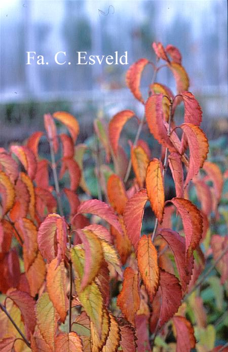 Viburnum dentatum 'Longifolium'