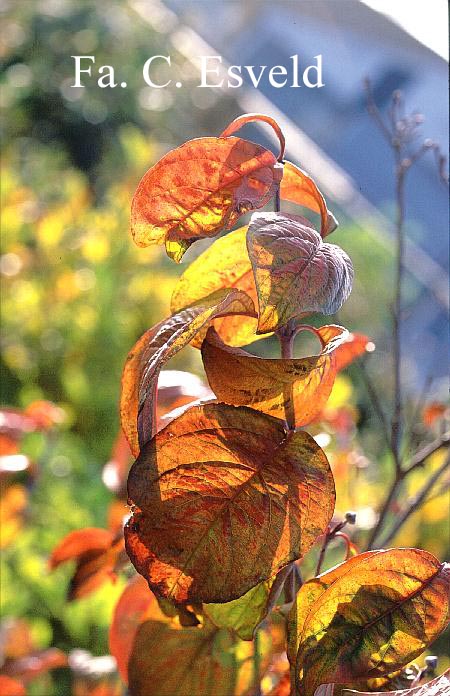 Cornus florida 'Cherokee Brave'