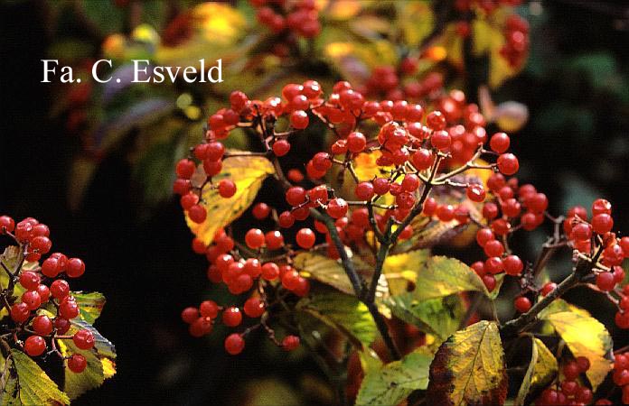 Viburnum wrightii