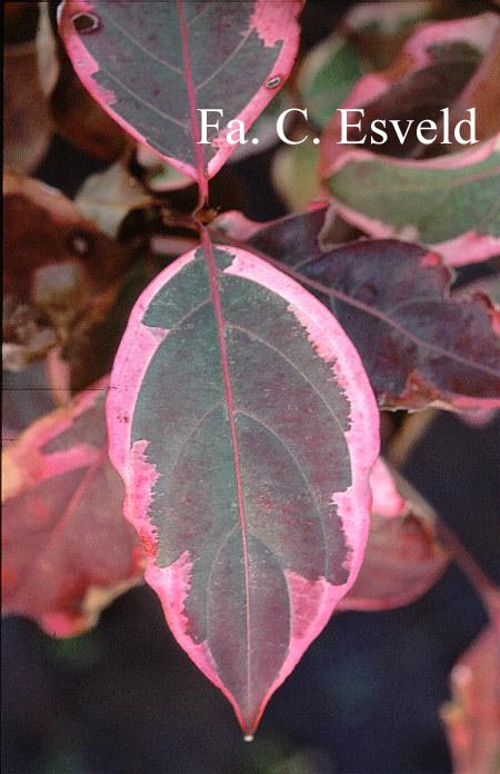 Cornus kousa 'Wolf's Eye'