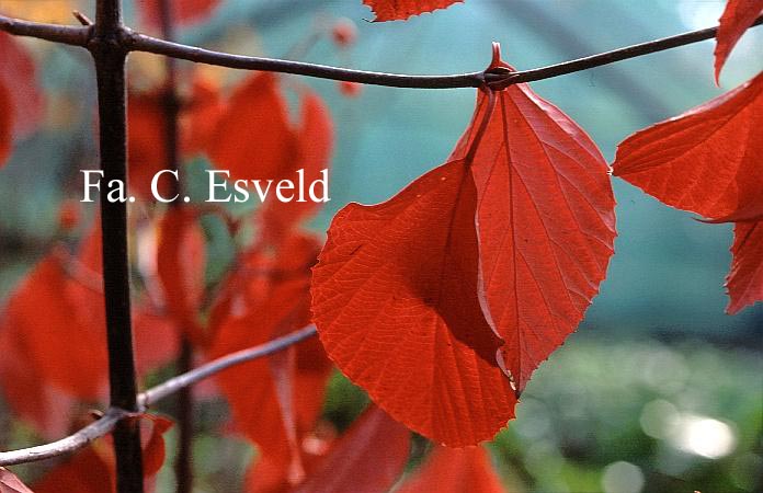 Viburnum 'Huron'