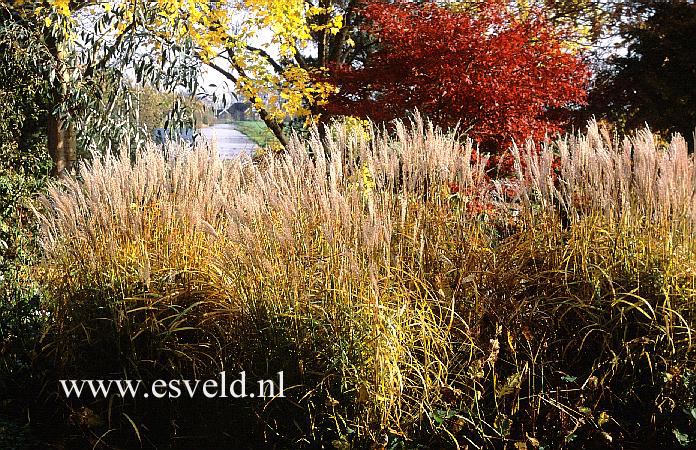 Miscanthus sinensis 'Afrika'