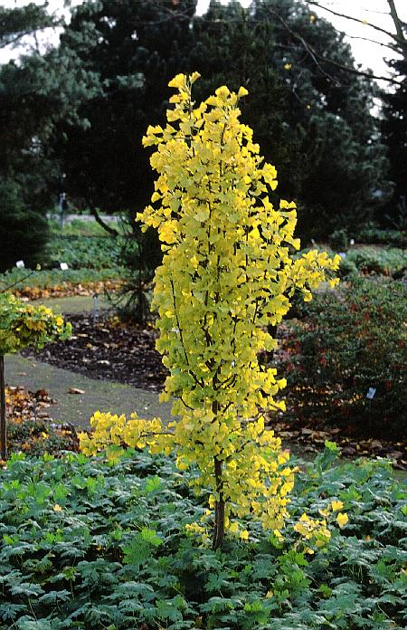 Ginkgo biloba 'Tit'