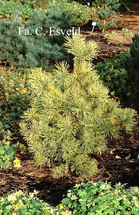 Pinus sylvestris 'Aurea'