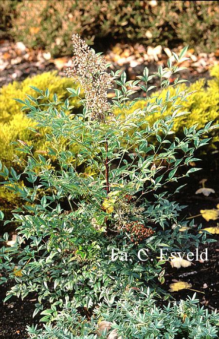 Nandina domestica 'Richmond'