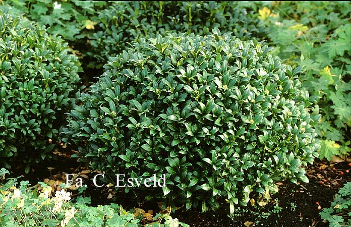 Skimmia japonica 'Kew White'