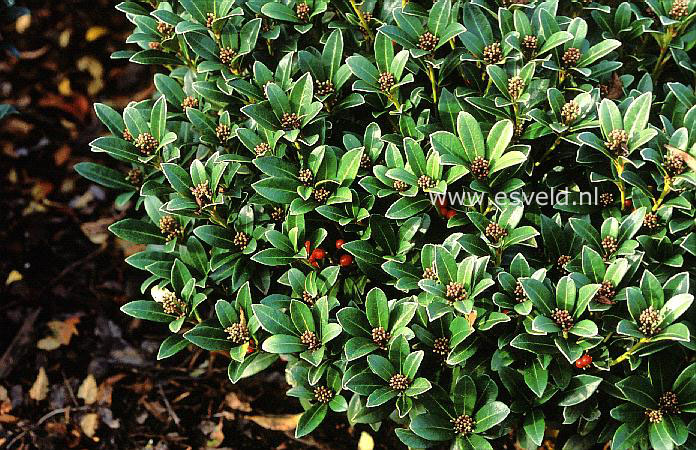 Skimmia japonica 'Nymans'