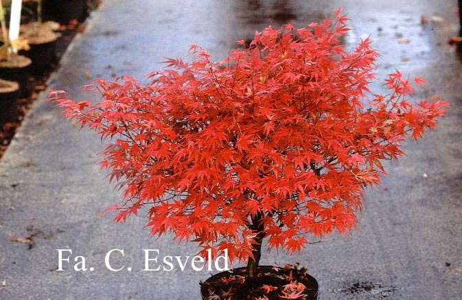 Acer palmatum 'Kuro hime'