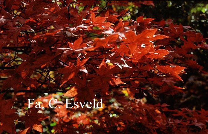 Acer palmatum 'Akegarasu'