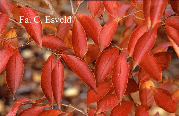 Stewartia rostrata