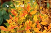 Enkianthus campanulatus 'Showy Lantern'