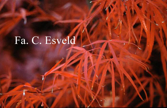 Acer palmatum 'Red Cloud'