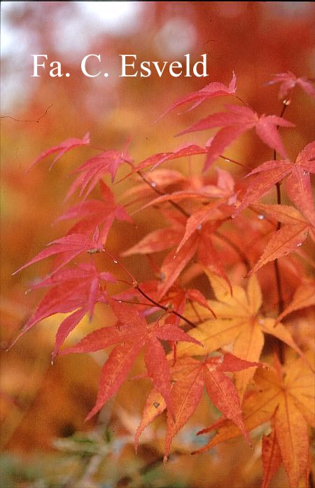 Acer palmatum 'Taima'