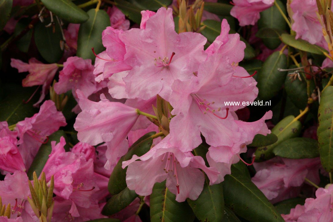 Rhododendron 'Gartendirektor Glocker'
