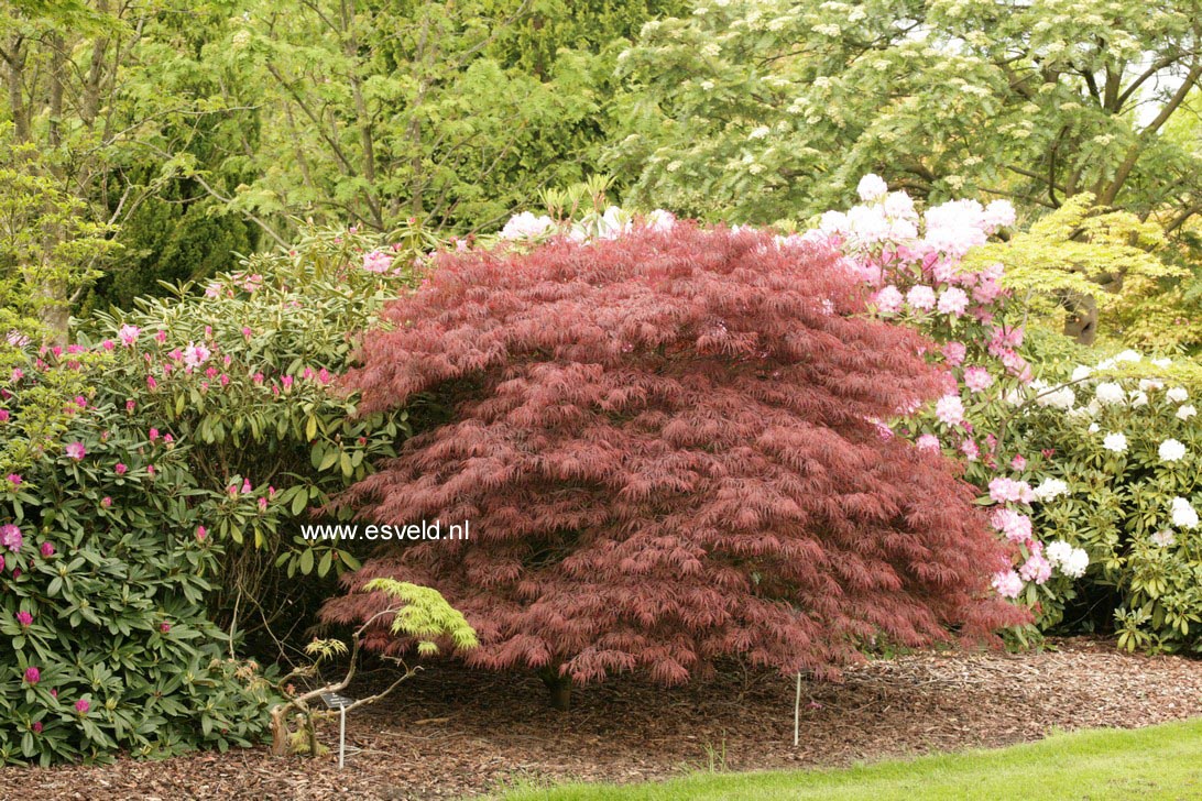 Acer palmatum 'Garnet'