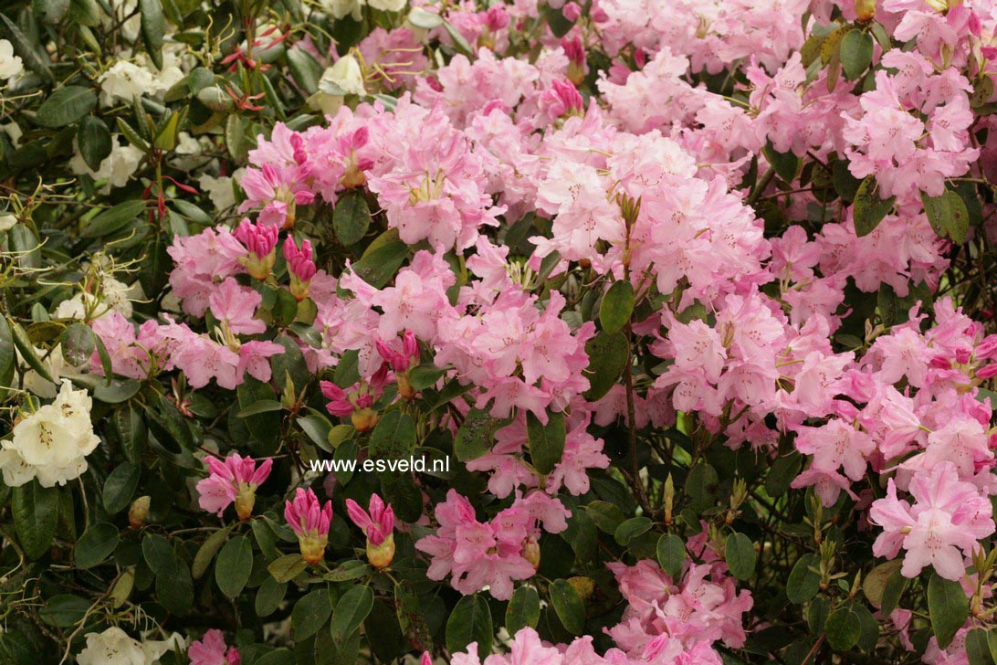 Rhododendron 'Osmar'