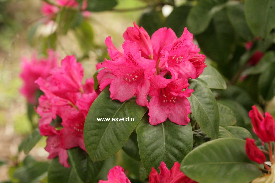Rhododendron 'August Lamken'