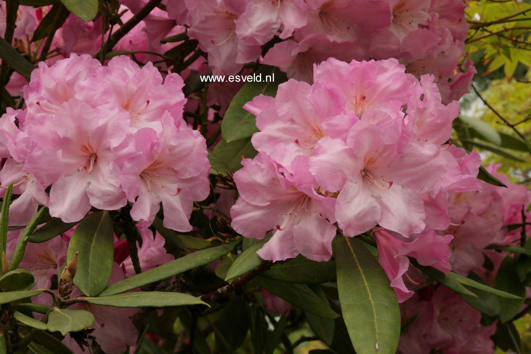 Picture and description of Rhododendron 'Bellefontaine'