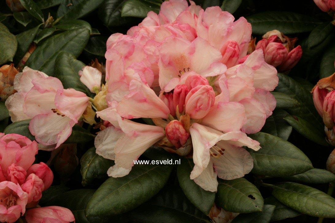 Rhododendron 'Dusty Miller'