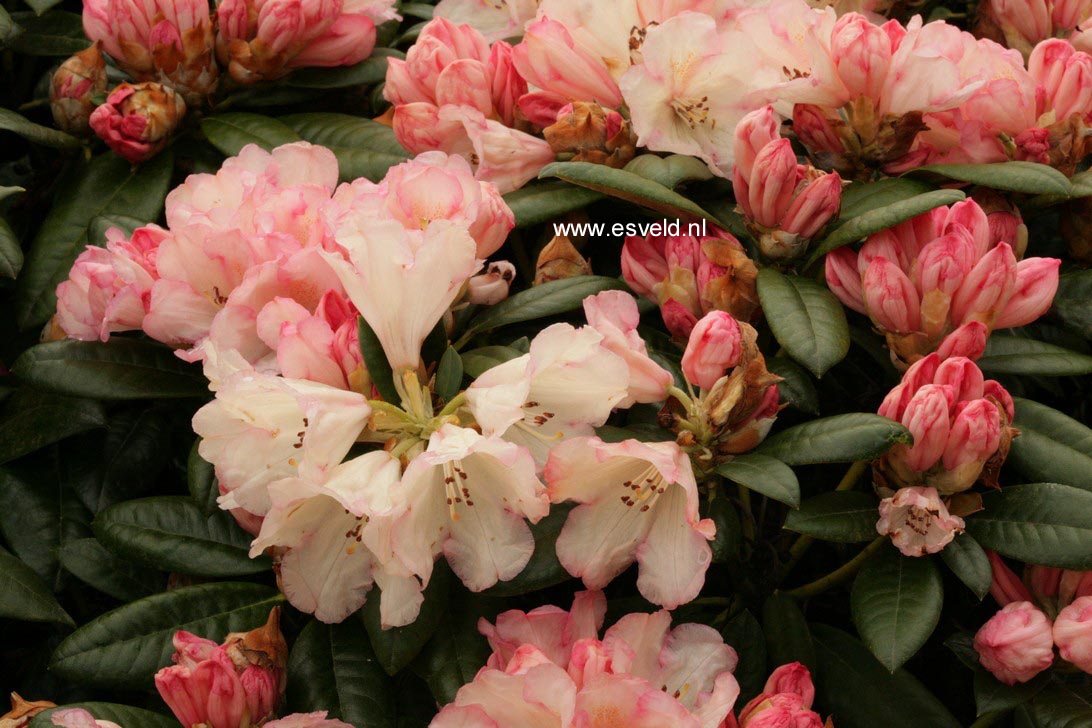 Rhododendron 'Dusty Miller'