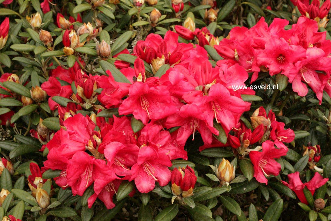Rhododendron 'Fred Peste'