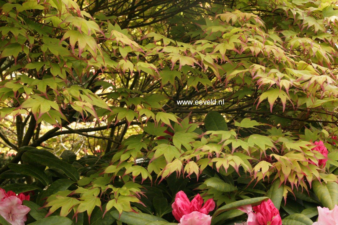 Acer palmatum 'Tsuma beni'