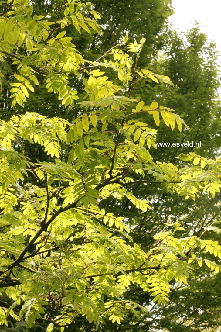 Sorbus aria 'Aurea'
